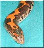 Earl the Kenyan Sand Boa