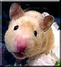 Koki the Golden Syrian Hamster