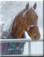 Mr. Slim the Thoroughbred