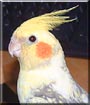 Spike the Cockatiel