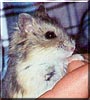 Sport the Hamster