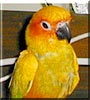 Harley the Bird