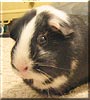 Lightning the Guinea Pig
