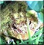 Yellow Bean the Ornate Horned Frog