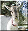 Pixie the Goat