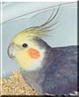 Viktor the Cockatiel