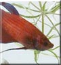 Orville the Betta