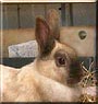 Molly the Dwarf rabbit