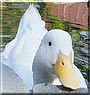 Trouble the Pekin Duck