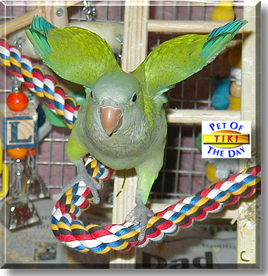 Tiki, the Pet of the Day