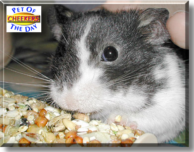 Cheekers, the Pet of the Day