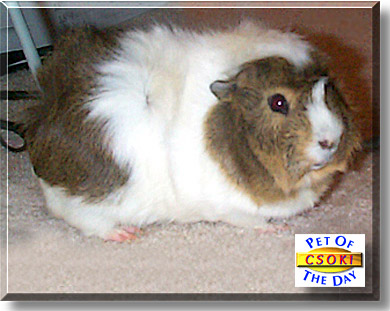 Csoki, the Pet of the Day
