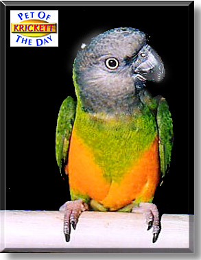 Krickett, the Pet of the Day