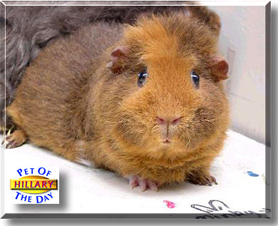 Hillary, the Pet of the Day