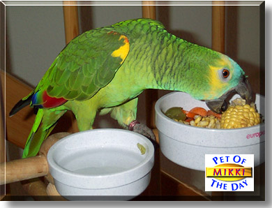 Mikki, the Pet of the Day