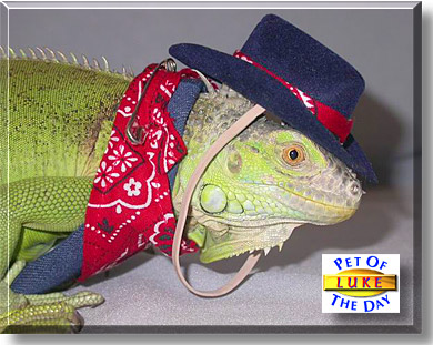Luke, the Pet of the Day