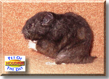 Houdinii, the Pet of the Day