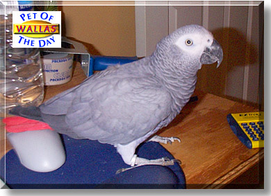 Wallas, the Pet of the Day