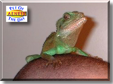 Aeneis, the Pet of the Day