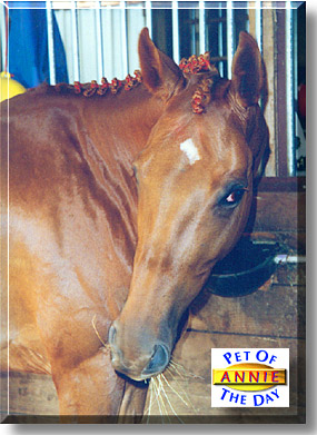 Annie, the Pet of the Day