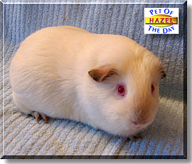 Hazel, the Pet of the Day
