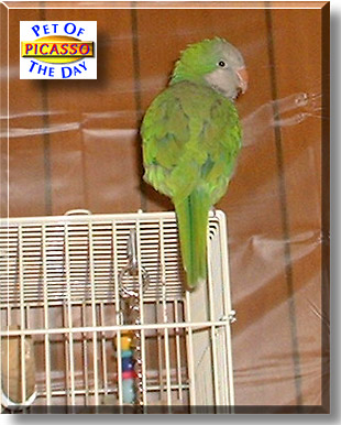 Picasso, the Pet of the Day