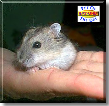 Insomnia, the Pet of the Day