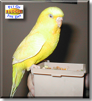 Budgie, the Pet of the Day