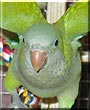 Tiki the Quaker Parrot