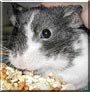Cheekers the Syrian hamster