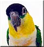 Jaimy the Black headed caique