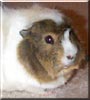 Csoki the Abyssinian Guinea pig