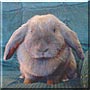 Dusty the Dwarf Lop