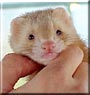 Teddy Bear the Ferret