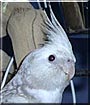 Dakota the Cockatiel