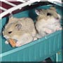 Koala, Husky the Russian Dwarf Hamster