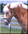 Kaleb the Belgian Draft Horse