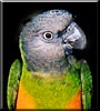 Krickett the Senegal Parrot
