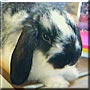 Yoko Ono the Lop Rabbit
