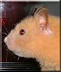 Apache the Fancy Hamster