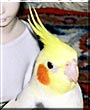 Sunshine James the Pied cockatiel