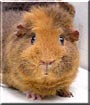 Hillary the Rex Guinea Pig