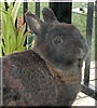 Zander the Netherland Dwarf Rabbit