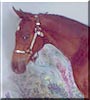 Dawson the Appaloosa