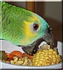 Mikki the Blue Fronted Amazon Parrot