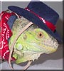 Luke the Green Iguana