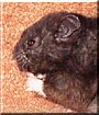 Houdinii the Black Bear Hamster