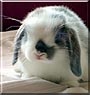 Sweetie the Mini Lop