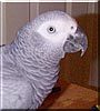 Wallas the African Grey Parrot