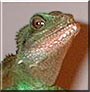 Aeneis the Chinese Water Dragon